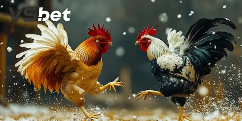 Săn thưởng lớn từ sảnh đá gà tại VSBET